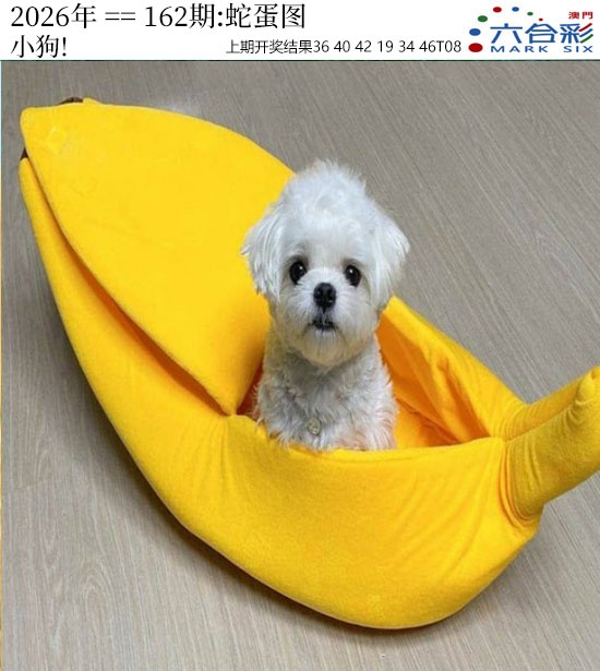 162期正版蛇蛋图[图]